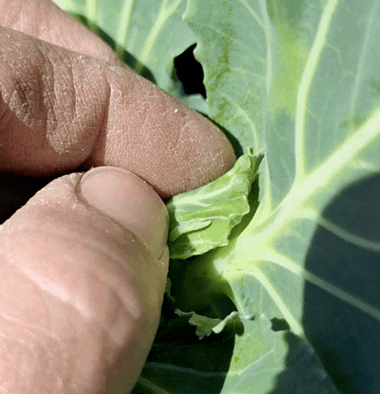 A thumb rubbing a diamondback moth, causing it to wiggle.